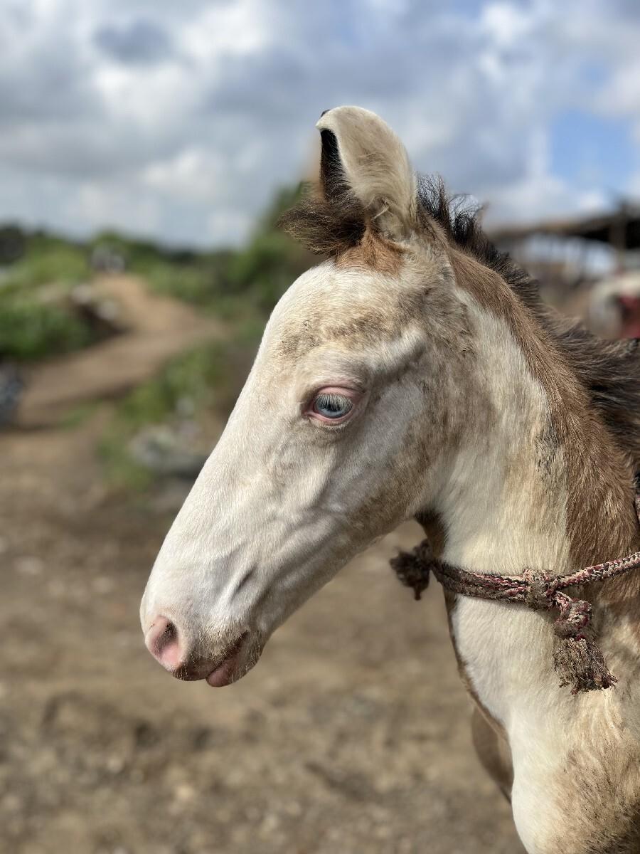 આ વસેરો વેચવાનો છે