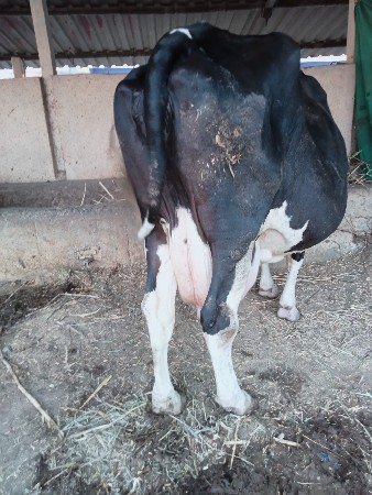 વેચવામાં