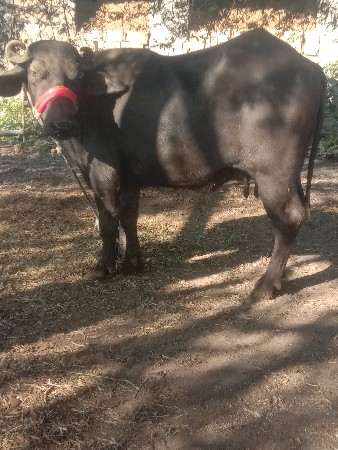 थंबनेल 3