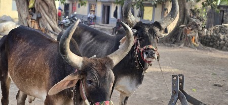 બળદ વેચવાના છે બીજી દર