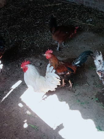 थंबनेल 2