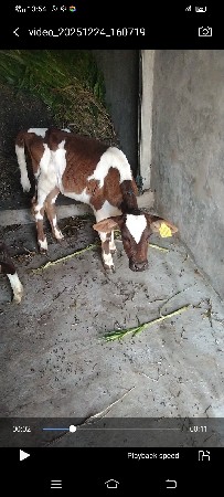 એચએફ જર્સી વાછડી