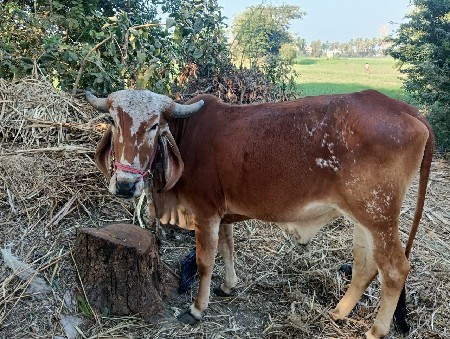 બળદ વેચવાનો છે.