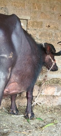 ભેંસ વેચવાની છે