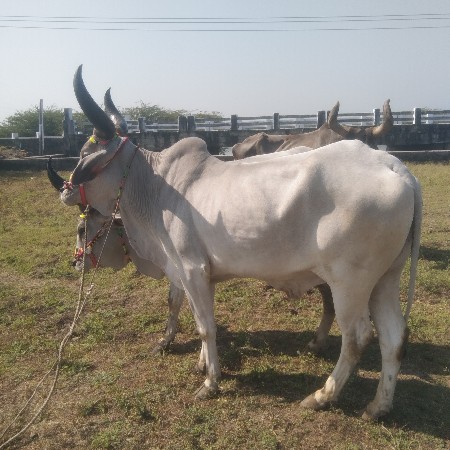 ફરાળીયા