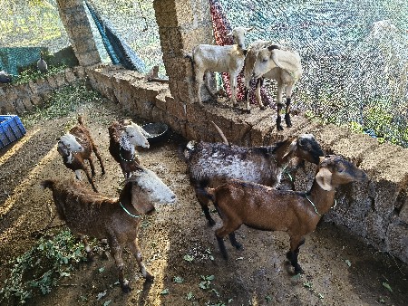 7 બકરી ઓ વેચવાની છે