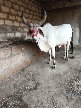 ગાયવેચવાનીસે