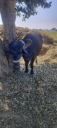 थंबनेल 1