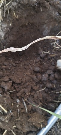 chaniyu khatar 45. .50toli