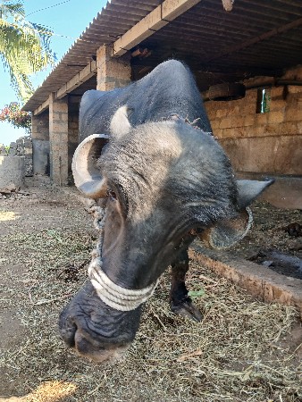 थंबनेल 2