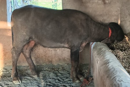 थंबनेल 2