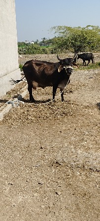 थंबनेल 2