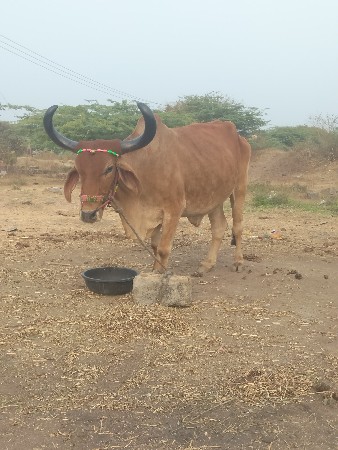 थंबनेल 3