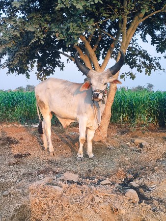 थंबनेल 3