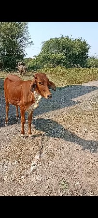 દોઢસો વાર નું પ્લોટ વેચવાનો છે