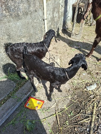 એક ઘાભણ બકરી બે  પાઠ