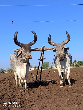 બળદ વેંચવાના છે