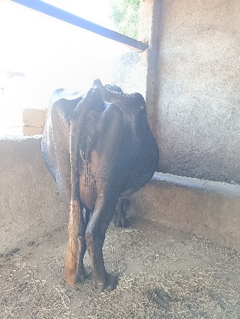 આ વેચવાની છે