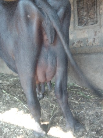 थंबनेल 2