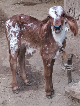 ગાય વેચવાની છે