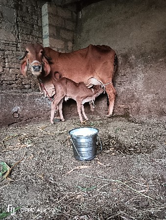 ગાય વેચવાની છે