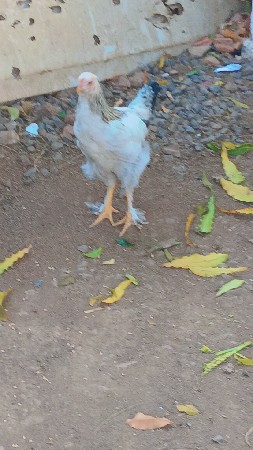 બ્રહ્મા મુર્ગા વેચવાના છે