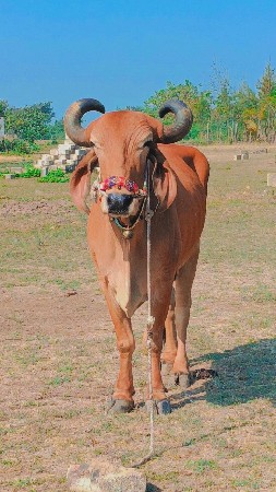 બીજી ધાર મારવા બેસવાની ટોટલ જવાબ