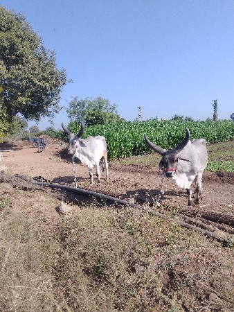 આમા ફોન કરો 9978776594