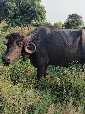 थंबनेल 2