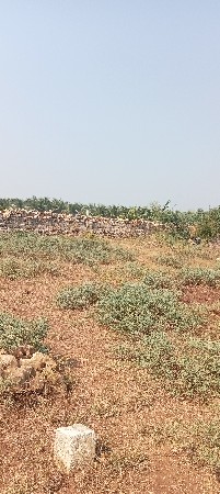 આંબાના બગી

ઇજારો દેવાનો છે