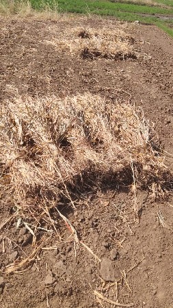 ચાર ના પૂરા વેસવાની સે