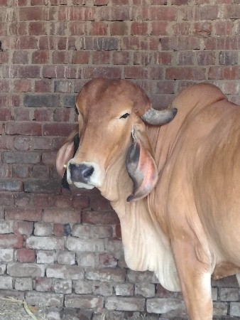 ગાય વેચવાની