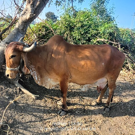 थंबनेल 3