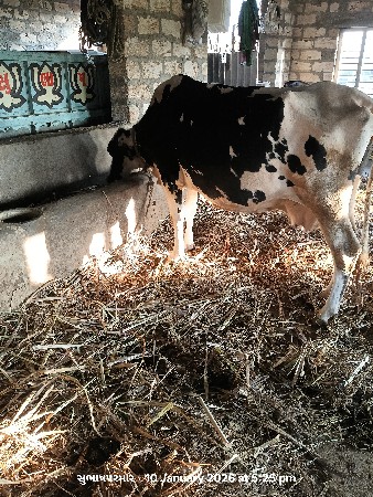 પરમાર સુભાષ સિંહ