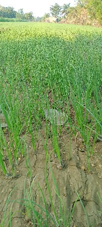 પીળી પતી ડુંગળી નો રોપ