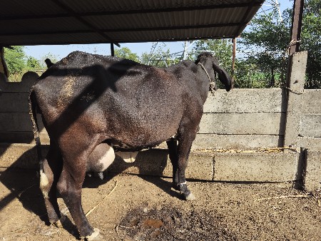 ગીર ક્રોસ ગાય વેચવાની છે