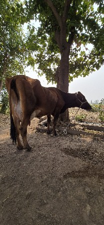 આ જરશી ગાય વૅચવાની છે