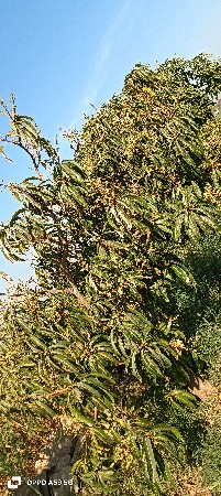 કેસર આંબા નો ઇજારો વેચવાનો છે.