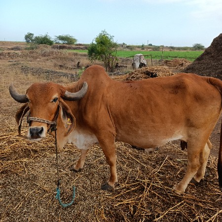 थंबनेल 3