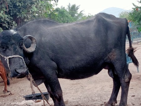 થંબનેલ 3