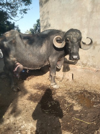 थंबनेल 2