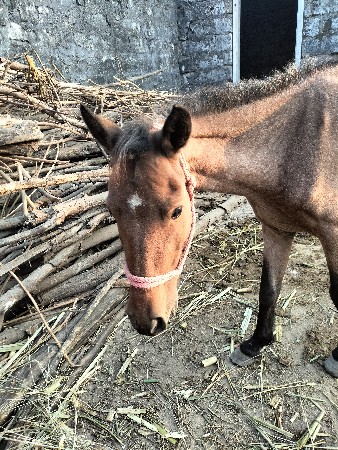 मात्र ₹8000 में, विठलपुर गाँव, कोड