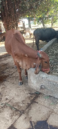 थंबनेल 3