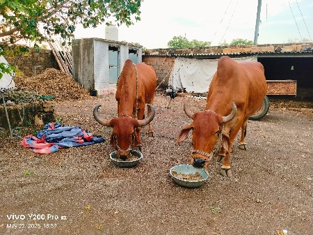 ગોઢલા વેચવાના છે