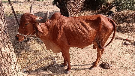 ગાય