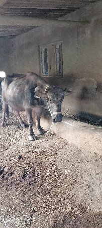 વેચવા ની