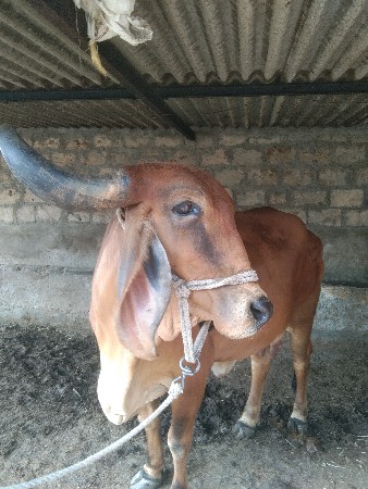 थंबनेल 3