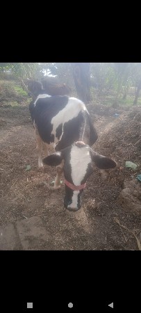 વેતર 2.    દૂધ 6 લીટર.  વેચવાની છે