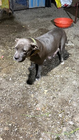 પીટ બૂલ ના બચા ઊરીજનલ