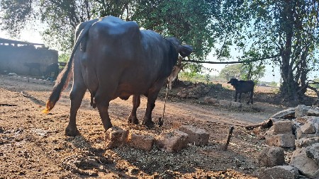 थंबनेल 3